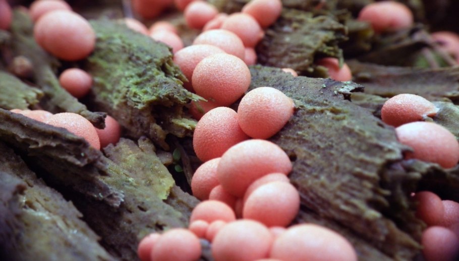 Таинственная жизнь грибов. Удивительные чудеса скрытого от глаз мира