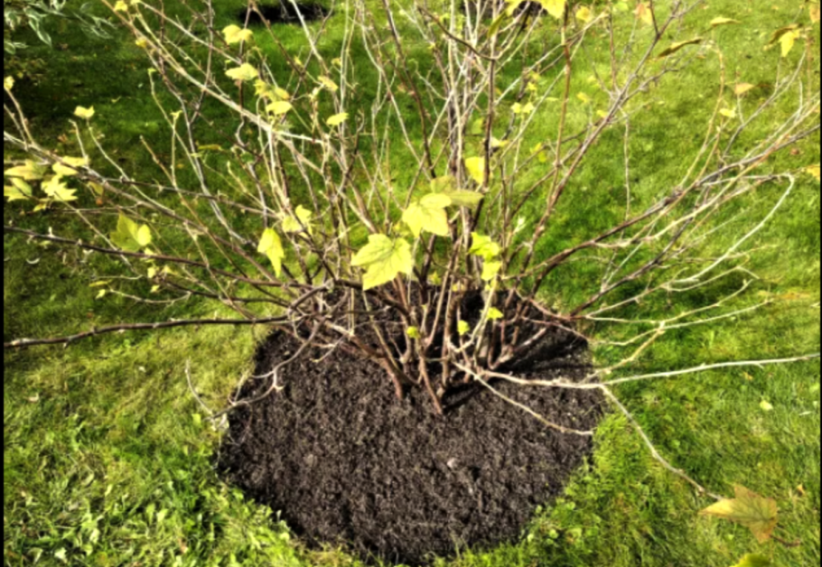 Куст смородины весной