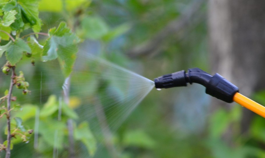 Осенняя подкормка малины ремонтантной