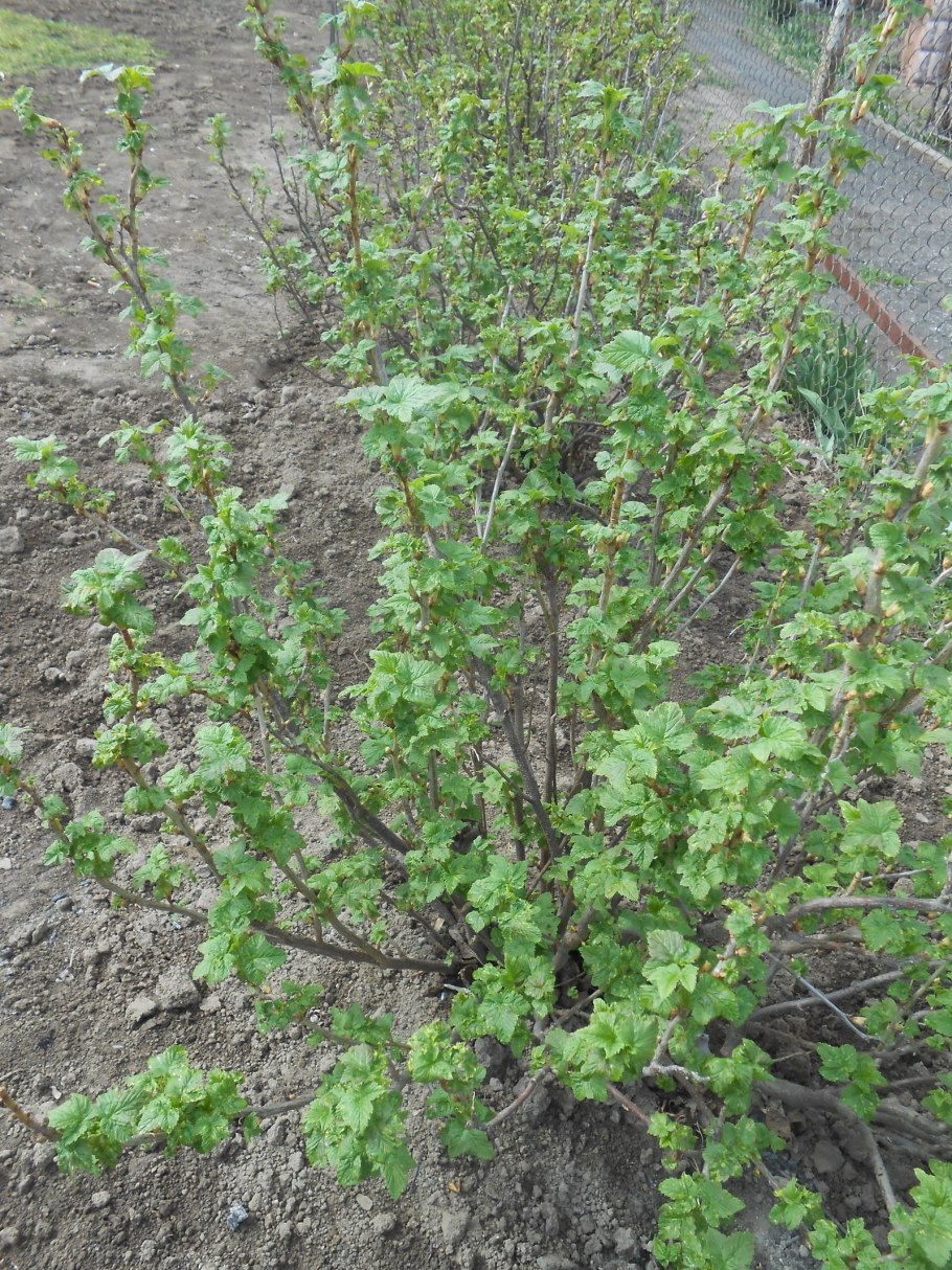 Удобрения вносимые весной