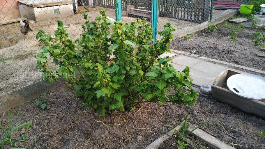 Схема подкормки чёрной смородины