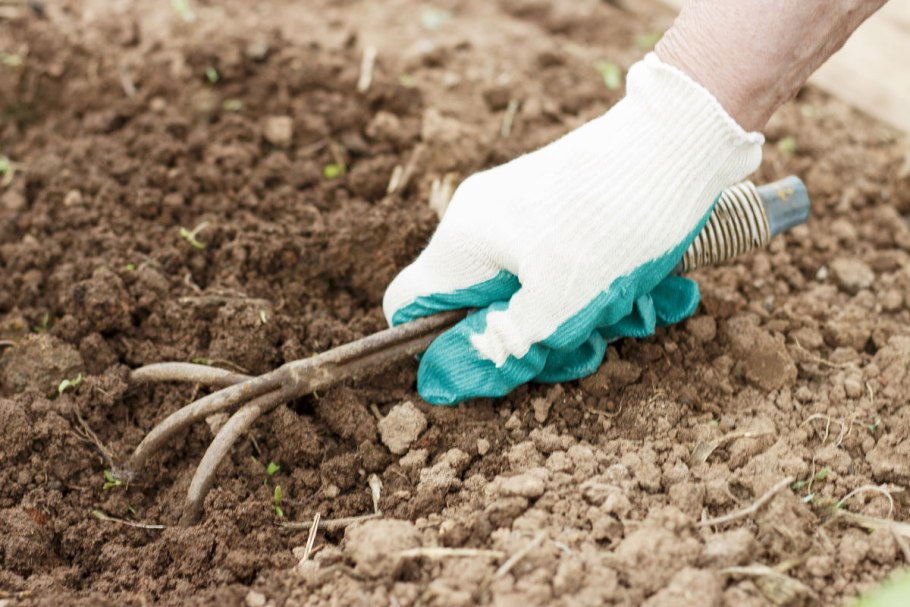 Куст смородины осенью