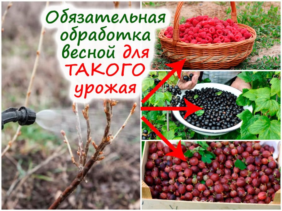 Первая подкормка смородины