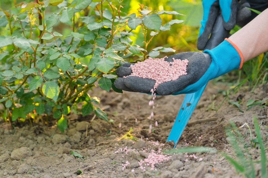 Весенняя обрезка крыжовника весной
