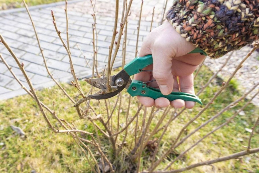 Подкормка смородины крахмалом