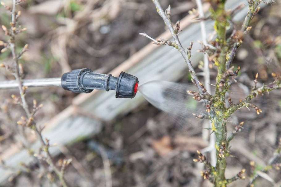 Обрезания ремонтантной малины