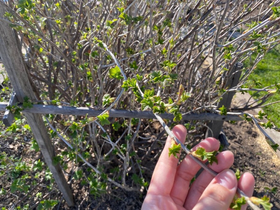 Куст смородины весной