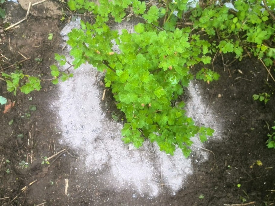 Подготовка кустарников к зиме