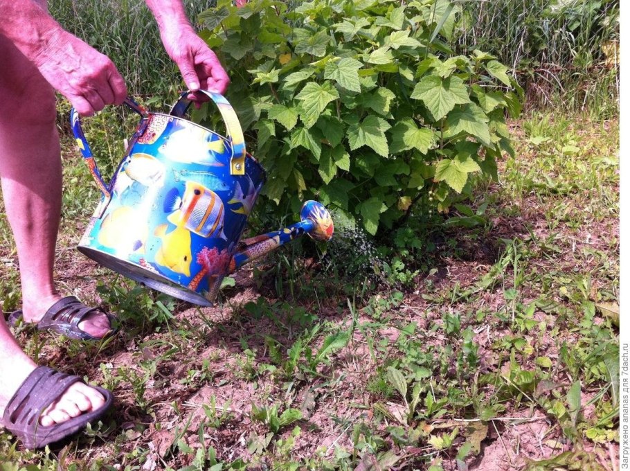 Обрезка смородины