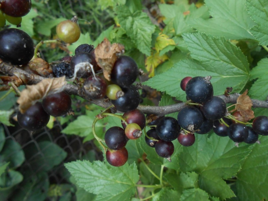 Куст смородины весной