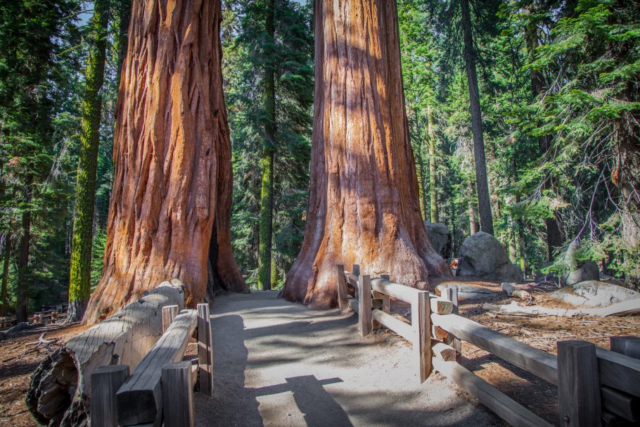 Секвойя вечнозелёная Sequoia sempervirens