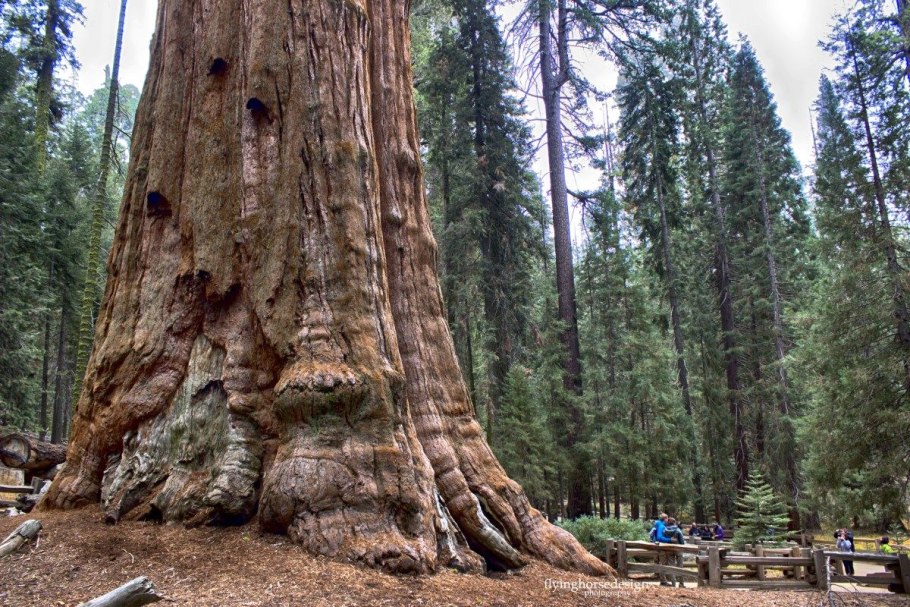 Секвойя вечнозелёная Sequoia sempervirens