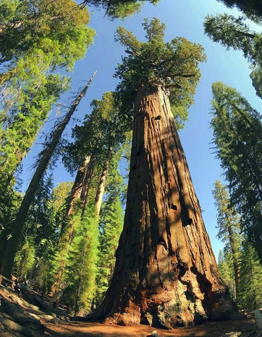 Секвойядендрон генерал Шерман