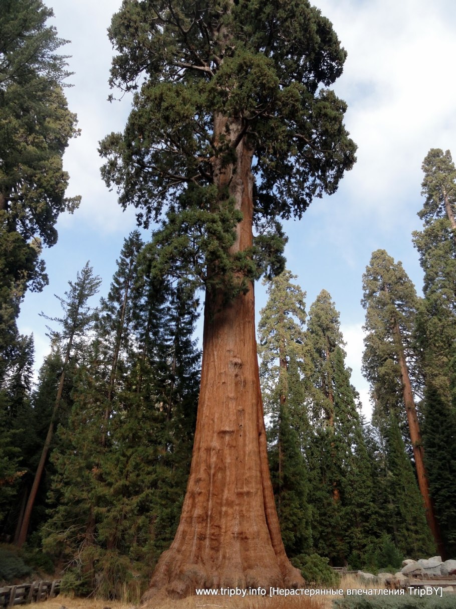 Which is the Tallest Tree in the World
