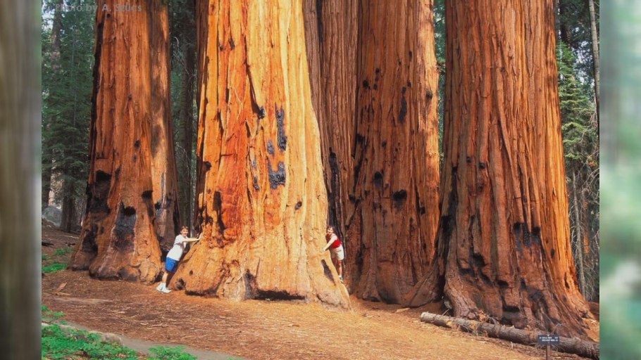 Секвойя дерево Гиперион