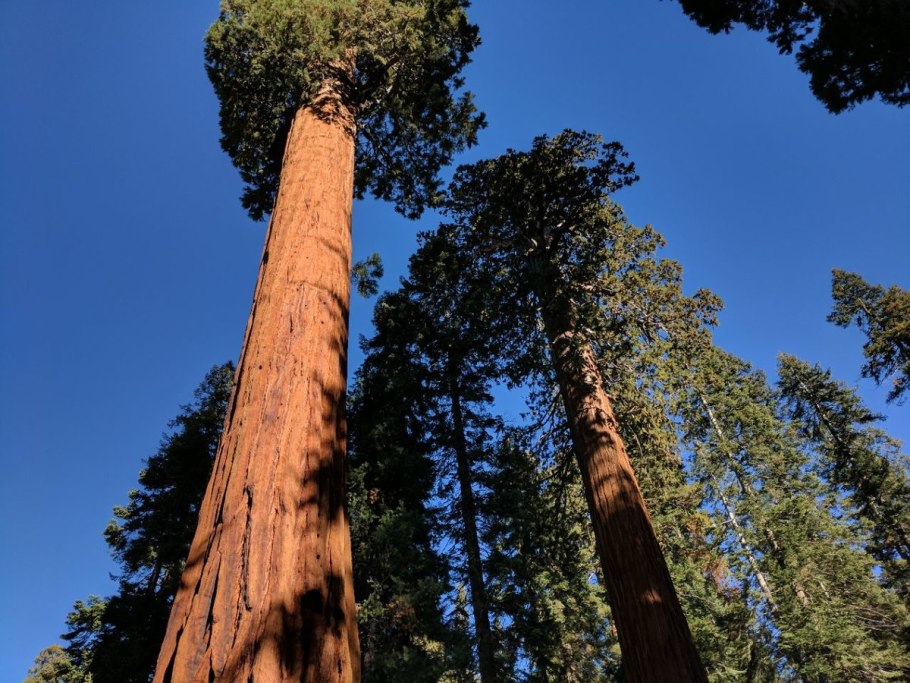Секвойя дерево гигант