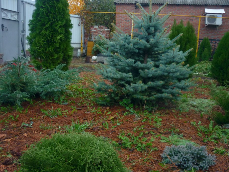 Ива и ель зимой