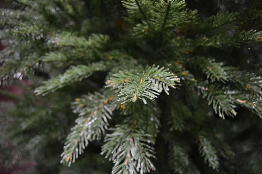 Голубая ель позеленела