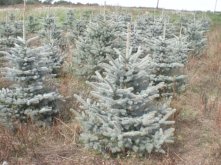 Ель колючая Фет Альберт