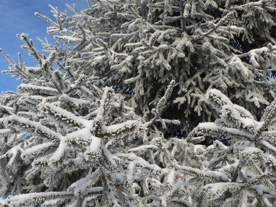 Царь елка ель Императорская с шишками 1.55