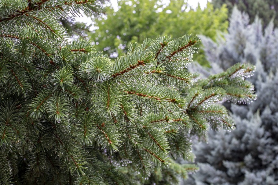 Ель Оморика хвоя