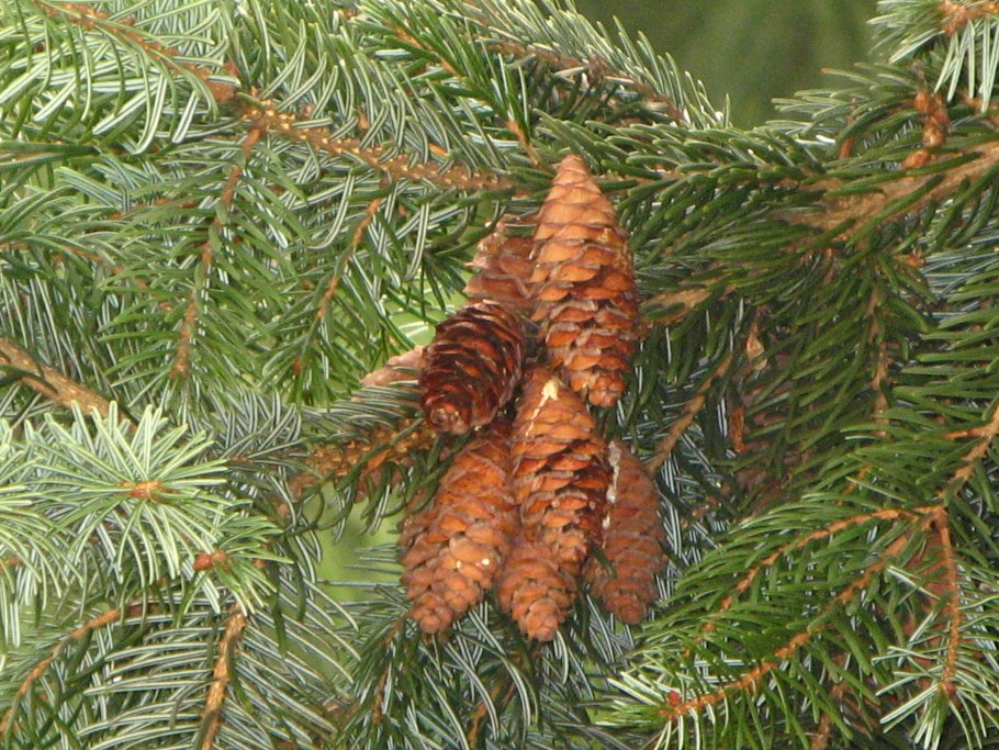 Оби ель сапфир 230 см