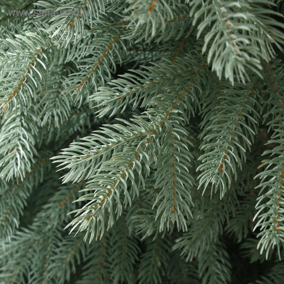 Сосна Evergreen Альпийская