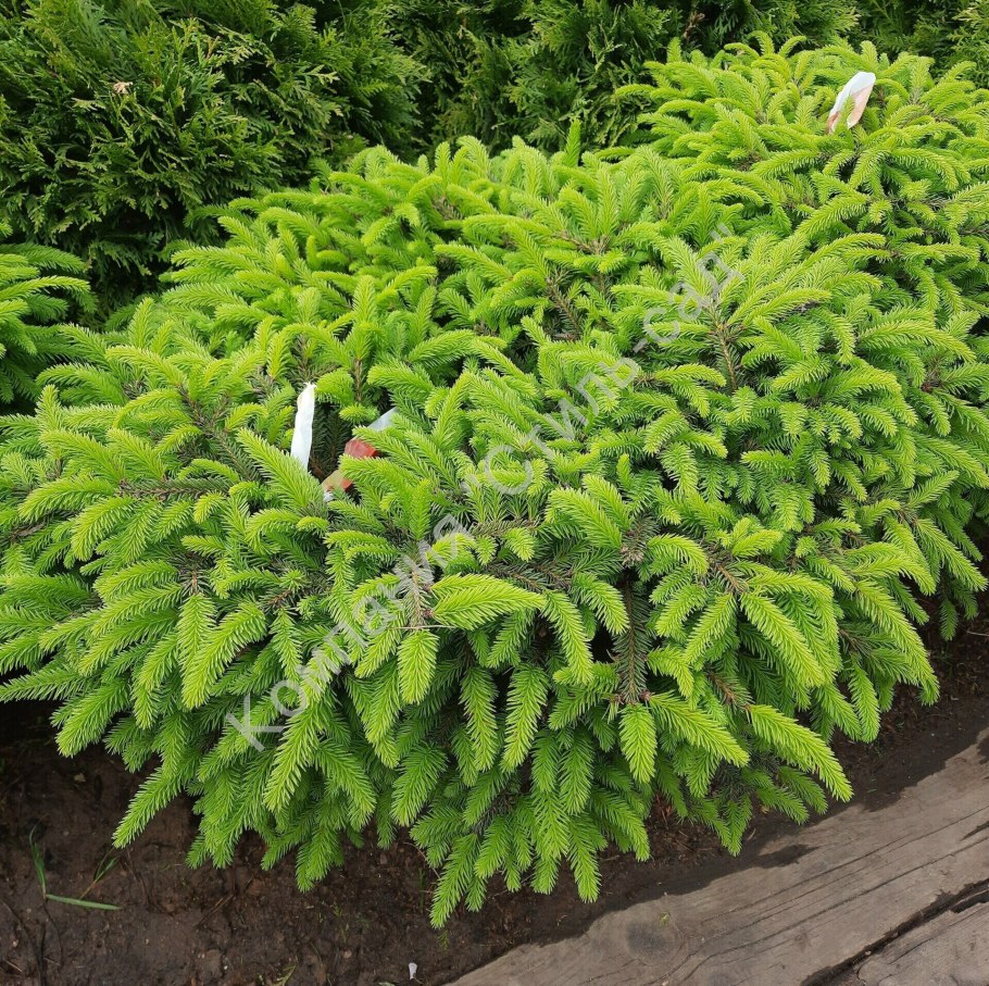 Ель Пицея пунгенс