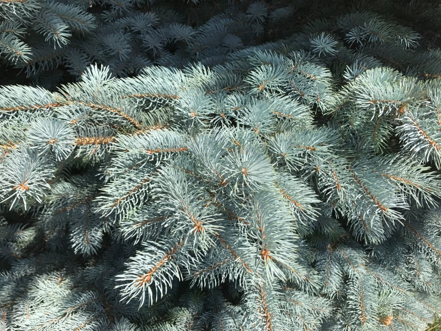 Ель колючая Мисти Блю