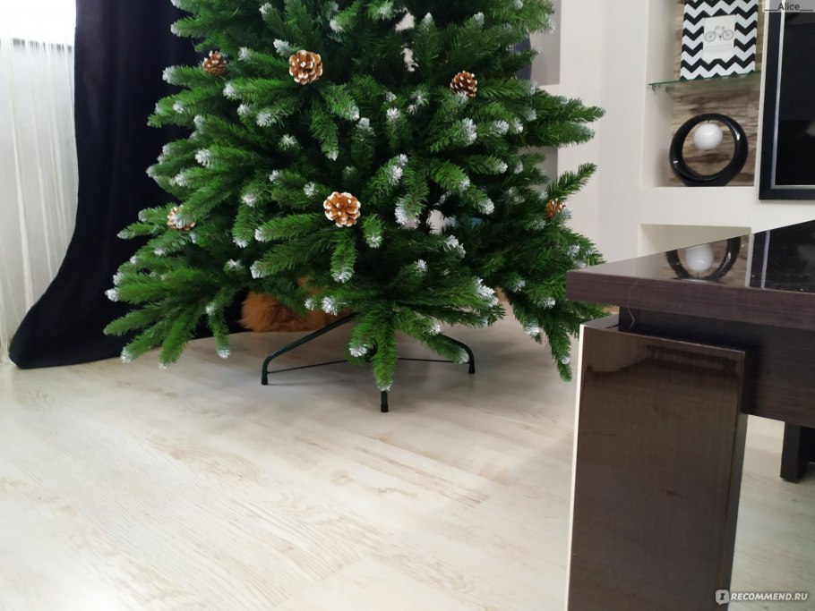 Ель колючая костер Koster