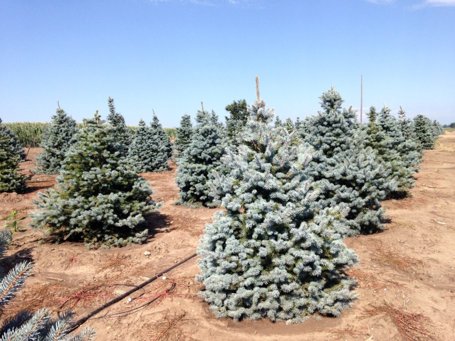 Ель голубая ель колючая