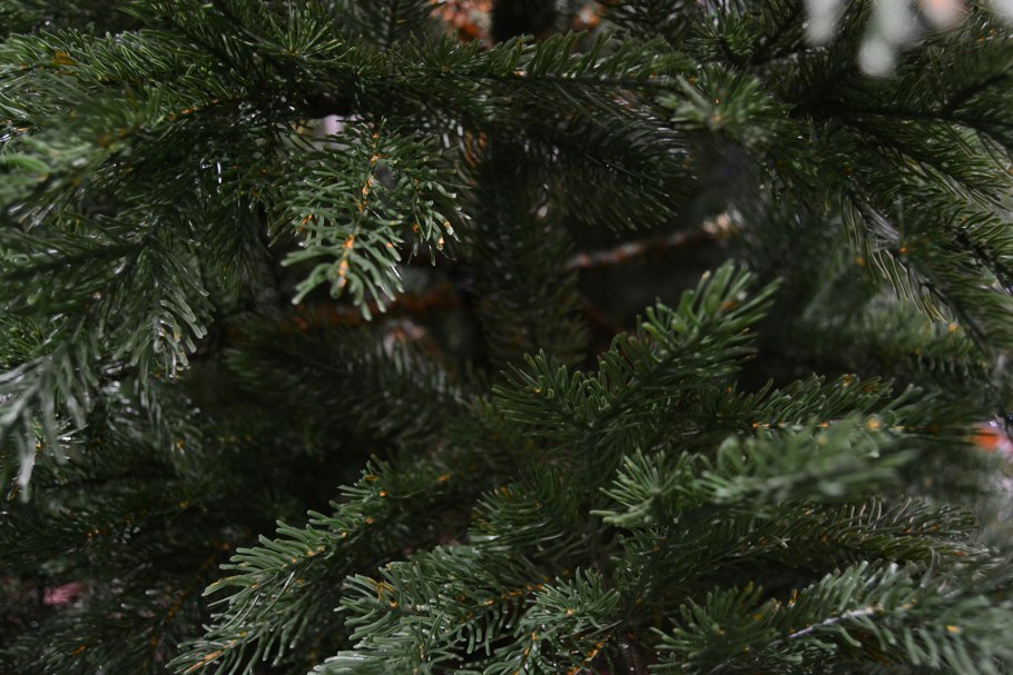 Ель голубая колючая Сибирская