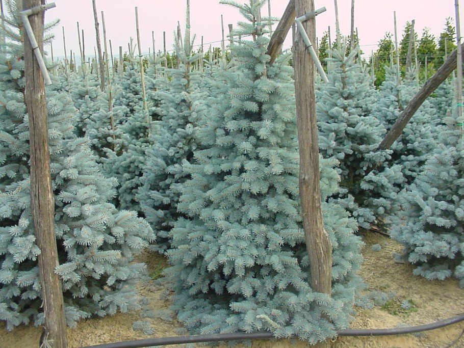 Ель обыкновенная Максвелли