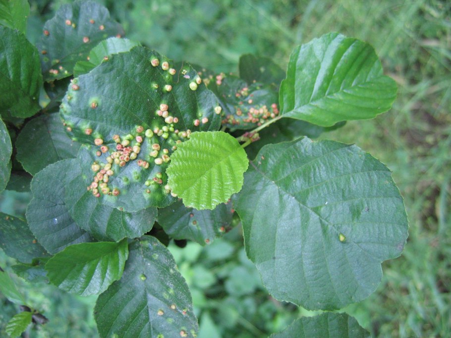 Ясень Ботанический атлас