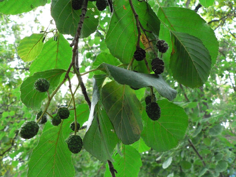Alnus glutinosa гербарий
