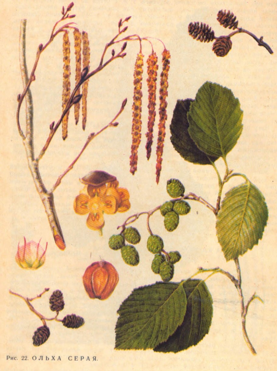 Ольха серая (Álnus incána)