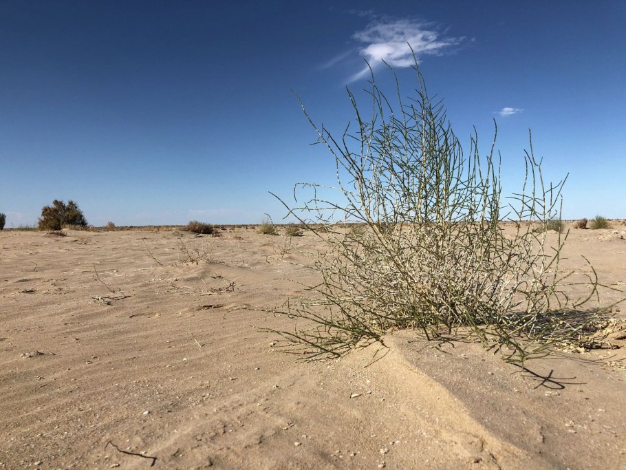 Пустыня земля будущее