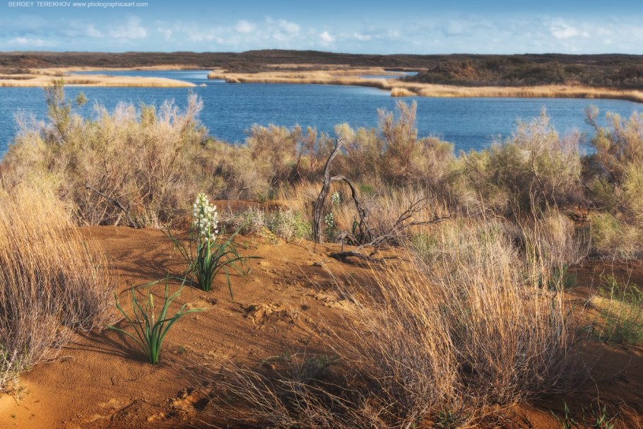 Саксаул в Казахстане