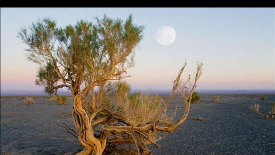 Черный саксаул