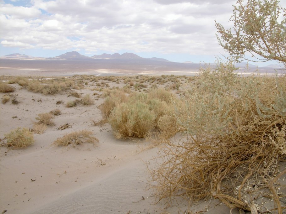 Плоды саксаула