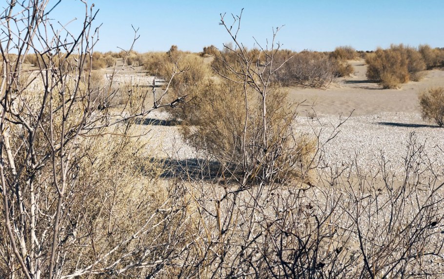 Орол денгизи 2019