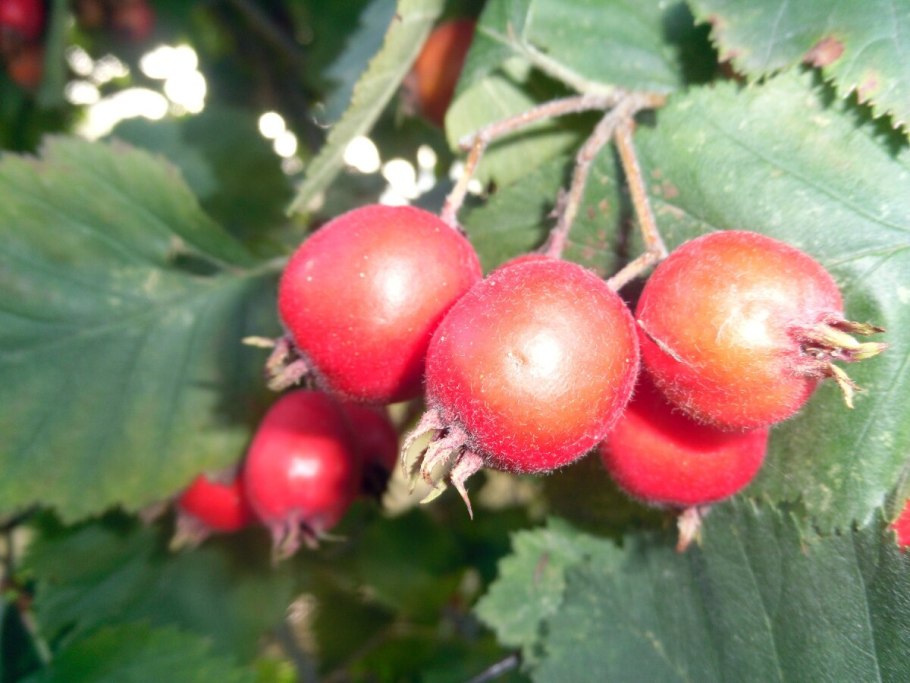 Боярышник Арнольда Crataegus arnoldiana