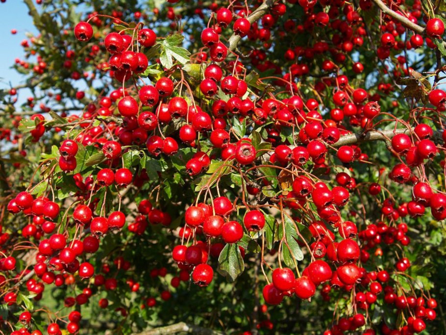 Боярышник полумягкий Crataegus submollis