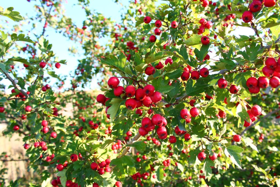 Боярышник Арнольда Crataegus arnoldiana