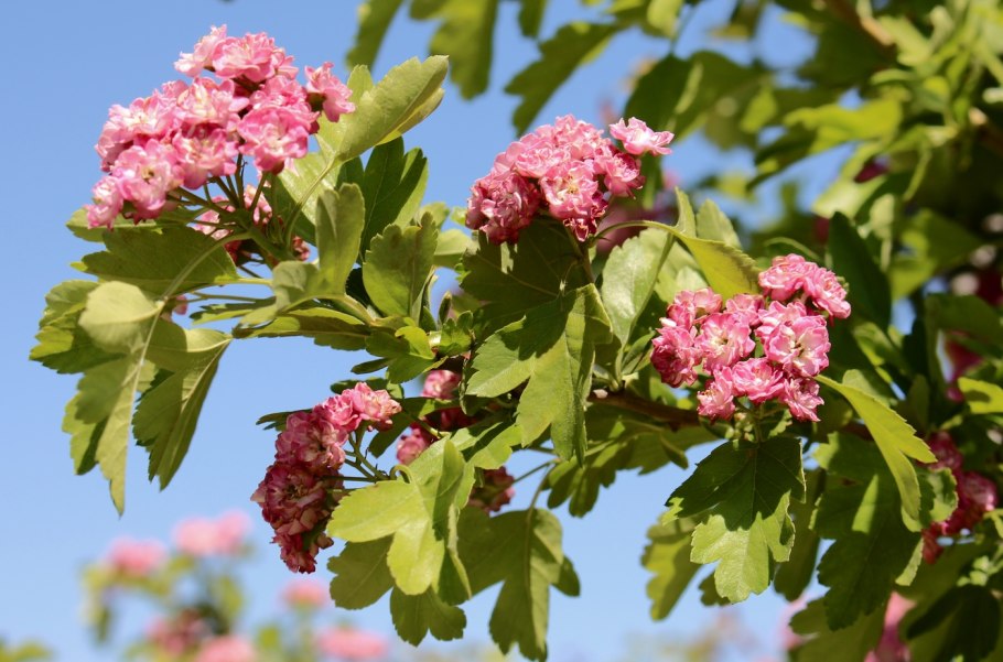 Боярышник Линнея Crataegus Linnaeana