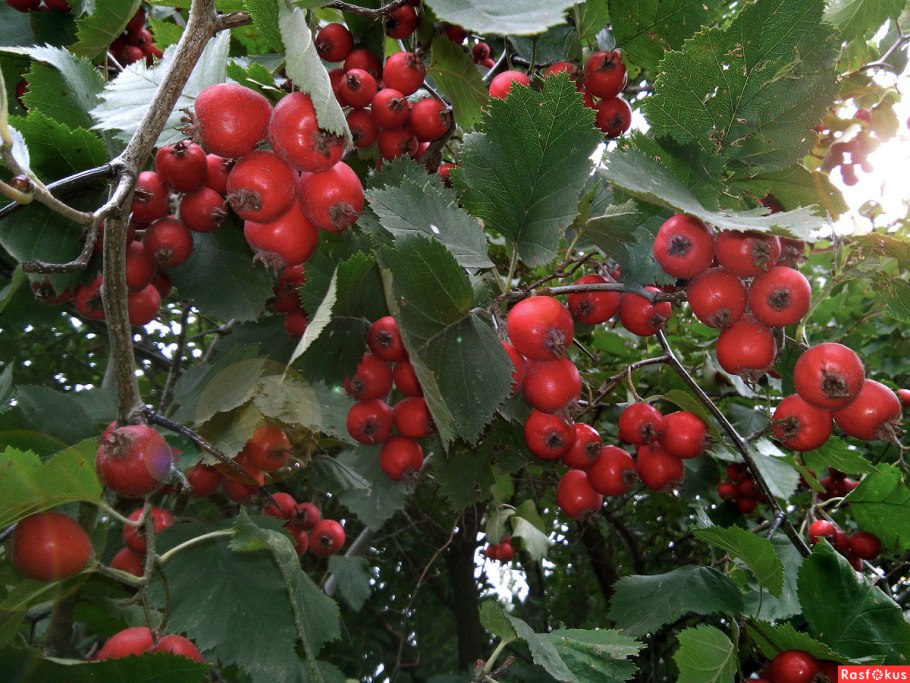 Боярышник Дугласа Crataegus