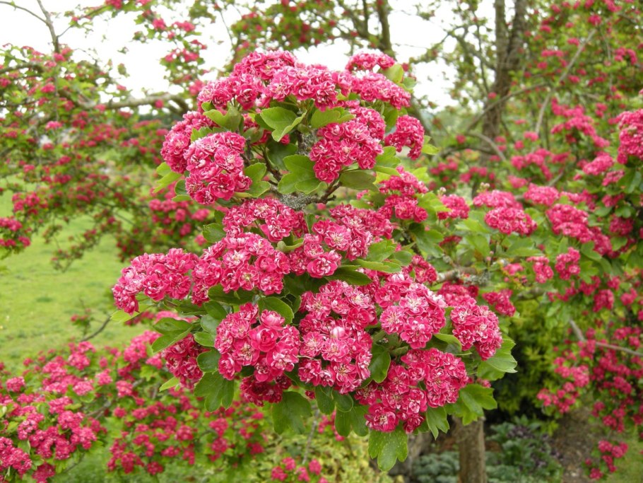 Боярышник Арнольда Crataegus arnoldiana