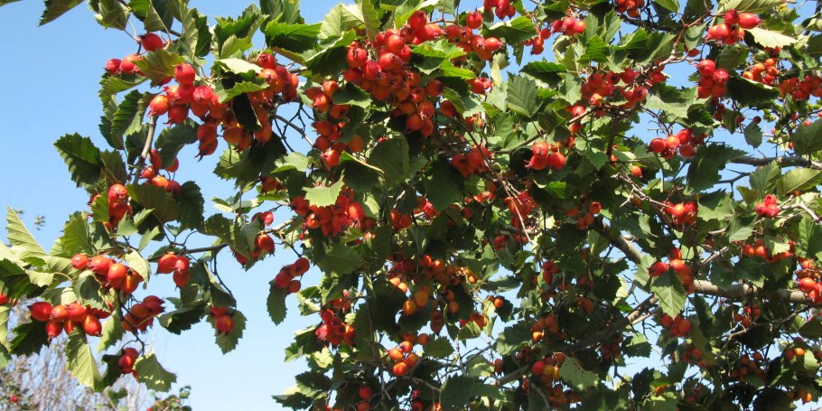 Боярышник сливолистный (Crataegus prunifolia)