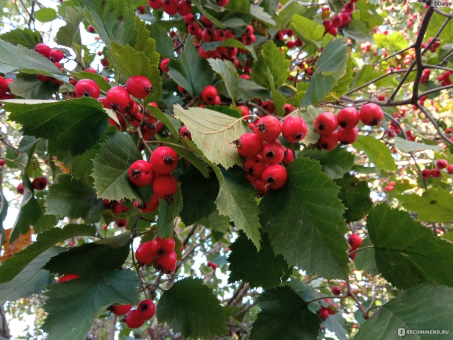 Боярышник сливолистный (Crataegus prunifolia)