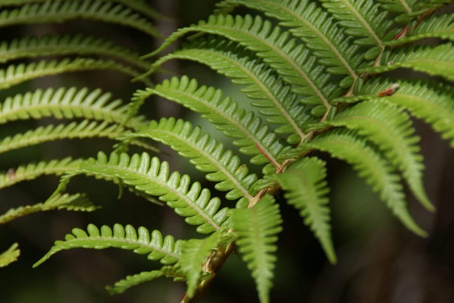 Pteridium aquilinum in Park